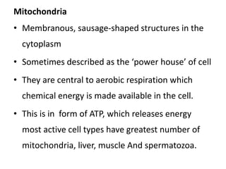 Mitochondria
• Membranous, sausage-shaped structures in the
cytoplasm
• Sometimes described as the ‘power house’ of cell
• They are central to aerobic respiration which
chemical energy is made available in the cell.
• This is in form of ATP, which releases energy
most active cell types have greatest number of
mitochondria, liver, muscle And spermatozoa.
 