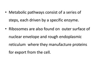 • Metabolic pathways consist of a series of
steps, each driven by a specific enzyme.
• Ribosomes are also found on outer surface of
nuclear envelope and rough endoplasmic
reticulum where they manufacture proteins
for export from the cell.
 