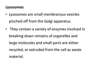 Lysosomes
• Lysosomes are small membranous vesicles
pinched off from the Golgi apparatus.
• They contain a variety of enzymes involved in
breaking down remains of organelles and
large molecules and small parts are either
recycled, or extruded from the cell as waste
material.
 