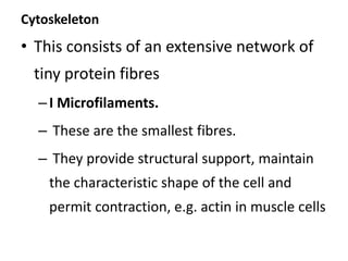 Cytoskeleton
• This consists of an extensive network of
tiny protein fibres
–I Microfilaments.
– These are the smallest fibres.
– They provide structural support, maintain
the characteristic shape of the cell and
permit contraction, e.g. actin in muscle cells
 