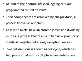 • At end of their natural lifespan, ageing cells are
programmed to ‘self destruct
• Their components are removed by phagocytosis; a
process known as apoptosis
• Cells with nuclei have 46 chromosomes and divide by
mitosis, a process that results in two new genetically
identical daughter cells. only exception meiosis
• two cell divisions is known as cell cycle, which has
two phases that mitosis (M phase) and interphase
 