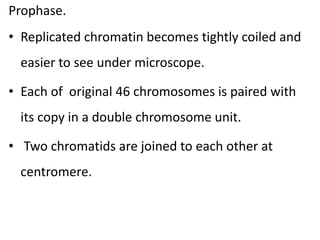 Prophase.
• Replicated chromatin becomes tightly coiled and
easier to see under microscope.
• Each of original 46 chromosomes is paired with
its copy in a double chromosome unit.
• Two chromatids are joined to each other at
centromere.
 