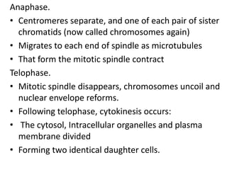 Anaphase.
• Centromeres separate, and one of each pair of sister
chromatids (now called chromosomes again)
• Migrates to each end of spindle as microtubules
• That form the mitotic spindle contract
Telophase.
• Mitotic spindle disappears, chromosomes uncoil and
nuclear envelope reforms.
• Following telophase, cytokinesis occurs:
• The cytosol, Intracellular organelles and plasma
membrane divided
• Forming two identical daughter cells.
 