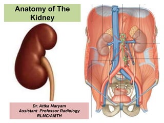 Anatomy of The
Kidney
Dr. Attka Maryam
Assistant Professor Radiology
RLMC/AMTH
 