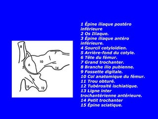 1 Épine iliaque postéro
inférieure
2 Os Iliaque.
3 Épine iliaque antéro
inférieure.
4 Sourcil cotyloïdien.
5 Arrière-fond du cotyle.
6 Tête du fémur.
7 Grand trochanter.
8 Branche ilio pubienne.
9 Fossette digitale.
10 Col anatomique du fémur.
11 Trou obturé.
12 Tubérosité ischiatique.
13 Ligne inter
trochantérienne antérieure.
14 Petit trochanter
15 Épine sciatique.
 