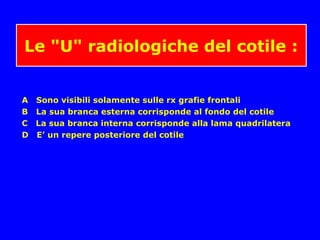 Le "U" radiologiche del cotile :
A Sono visibili solamente sulle rx grafie frontali
B La sua branca esterna corrisponde al fondo del cotile
C La sua branca interna corrisponde alla lama quadrilatera
D E’ un repere posteriore del cotile
 