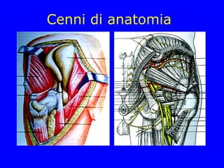 Cenni di anatomia
 