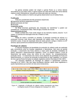 11
As gemas seriadas podem dar origem a gemas florais ou a ramos laterais
secundários (ou de ordem maior). A gema superior de cada série axilar dos ramos laterais
origina a maior inflorescência, enquanto as outras são cada vez menores.
Em coffea arabica no máximo seis gemas desenvolvem-se em botões florais.
Frutificação
Pode ser considerada sob três processos seqüencias:
Vingamento da flor(ou pegamento do fruto)
Desenvolvimento do fruto
maturação
Vingamento da flor:
As flores anormais geralmente são chamadas de “estrelinhas” e podem ser
causadas por: Temperaturas altas, Falta de água, Excesso de chuvas.
Desenvolvimento do fruto:
Desde a antese até o fruto verde chegar ao seu tamanho máximo, decorre 4 a 6
meses, e o período de maturação toma de 2 meses ou mais.
Maturação:
Passa de verde a vermelho ou amarelo. O pericarpo aumenta de volume e o
endocarpo torna-se mais denso pela deposição de matéria seca. Fruto aumenta de
tamanho e peso. A taxa de respiração eleva-se neste periodo e atinge o máximo na 32ª
semana, época próxima do amadurecimento pleno, caíndo a seguir.
Fenologia do cafeeiro
A natureza fisiológica da bienalidade da produção do cafeeiro pode ser explicada
pela concorrência entre as funções vegetativas e reprodutivas. Nos anos de grande
produção, o crescimento dos frutos absorve a maior parte da atividade metabólica da
planta, reduzindo o desenvolvimento vegetativo. Como, no cafeeiro arábica, o fruto se
desenvolve nas partes novas dos ramos do ano anterior, há, conseqüentemente,
produção menor. O crescimento dos ramos novos depende da quantidade de frutos em
desenvolvimento, e o volume de produção é proporcional ao vigor vegetativo, ao número
de nós e gemas florais formadas na estação vegetativa anterior (Camargo & Fahl, 2001).
Um esquema detalhado da fenologia do cafeeiro é apresentado conforme
Camargo et al. (2001). São seis fases fenológicas distintas, sendo duas vegetativas e
quatro reprodutivas que ocorrem em dois anos consecutivos.
 