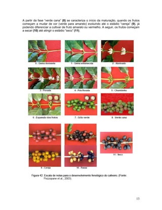 13
A partir da fase “verde cana” (8) se caracteriza o início da maturação, quando os frutos
começam a mudar de cor (verde para amarelo) evoluindo até o estádio “cereja” (9), já
podendo diferenciar a cultivar de fruto amarelo ou vermelho. A seguir, os frutos começam
a secar (10) até atingir o estádio “seco” (11).
 
