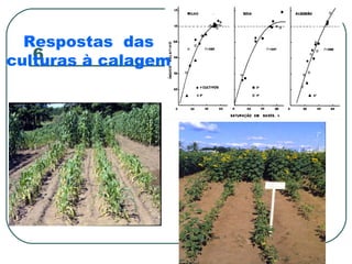 Respostas das
   6
culturas à calagem
 