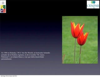 En 1980 en Holanda, J.W.S. Van Der Wereld, un horticultor holandés
portador de la Parálisis Agitante, le dió el nombre "Dr. James
Parkinson" a un tulipan blanco y rojo que había desarrollado
personalmente
domingo 23 de marzo de 2014
 