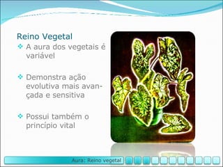 Reino Vegetal A aura dos vegetais é variável Demonstra ação evolutiva mais avan-çada e sensitiva Possui também o princípio vital Aura: Reino vegetal 