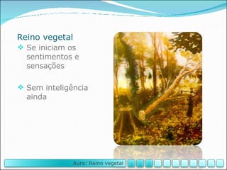 Reino vegetal Se iniciam os sentimentos e sensações Sem inteligência ainda Aura: Reino vegetal 
