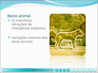Reino animal Já manifesta vibrações de inteligência instintiva Variações maiores das cores áuricas Aura: Reino animal 