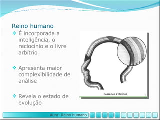 Reino humano É incorporada a inteligência, o raciocínio e o livre arbítrio Apresenta maior complexibilidade de análise Revela o estado de evolução Aura: Reino humano 