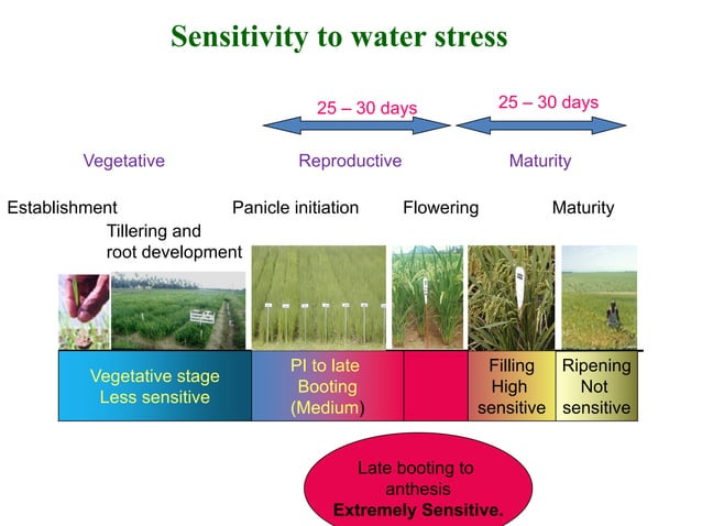 Alternate Wetting and Drying - Climate Smart Agriculture | PDF ...