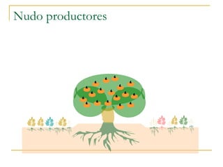 Nudo productores
 