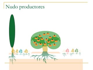 Nudo productores
 