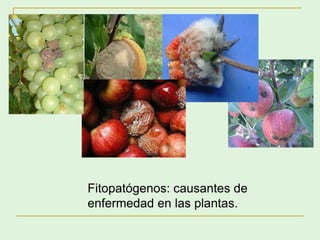 Fitopatógenos: causantes de
enfermedad en las plantas.
 