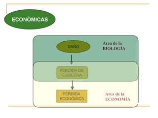 ECONÓMICAS



                          Area de la
              DAÑO
               DAÑO       BIOLOGÍA



             PÉRDIDA DE
              COSECHA



              PÉRDIDA      Area de la
             ECONÓMICA     ECONOMÍA
 