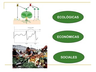 ECOLÓGICAS




ECONÓMICAS




 SOCIALES
 