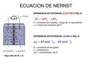 ECUACION DE NERNST 
DIFERENCIA DE POTENCIAL ELECTRICO DEL K+ 
F = constante de Faraday = carga de un equivalente 
z = número de oxidación del K 
DIFERENCIA DE POTENCIAL QUIMICO DEL K+ 
R = constante de los gases 
T = temperatura 
[K+] = concentración de K+ 
flujo neto de K+ = 0 
 