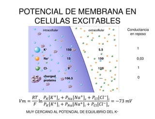 POTENCIAL DE MEMBRANA EN 
CELULAS EXCITABLES 
Conductancia 
en reposo 
1 
0,03 
1 
0 
MUY CERCANO AL POTENCIAL DE EQUILIBRIO DEL K+ 
 