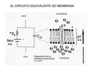 EL CIRCUITO EQUIVALENTE DE MEMBRANA 
extracelular 
intracelular 
+ 
- 
extra 
+ 
intra 
- 
Capacitancia de la 
membrana plasmática: 
1μ F/cm2 
* 
* 
** 
** 
 