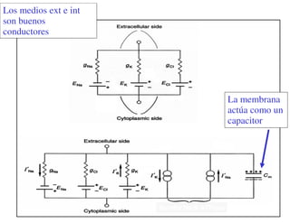 Un primer circuito ... 
Los medios ext e int 
son buenos 
conductores 
La membrana 
actúa como un 
capacitor 
Bomba Na/K ATPasa 
 