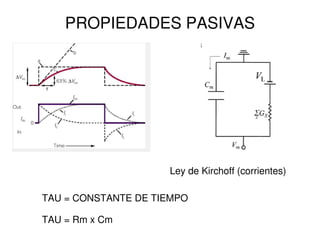 PROPIEDADES PASIVAS 
Ley de Kirchoff (corrientes) 
TAU = CONSTANTE DE TIEMPO 
TAU = Rm x Cm 
 