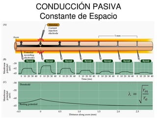 CONDUCCIÓN PASIVA 
Constante de Espacio 
 