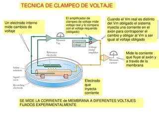 TECNICA DE CLAMPEO DE VOLTAJE 
Un electrodo interno 
mide cambios de 
voltaje 
El amplificador de 
clampeo de voltaje mide 
voltaje real y lo compara 
con el voltaje requerido 
(obligado) 
Electrodo 
que 
inyecta 
corriente 
Cuando el Vm real es distinto 
del Vm obligado el sistema 
inyecta una corriente en el 
axón para contraponer el 
cambio y obligar al Vm a ser 
igual al voltaje obligado 
Mide la corriente 
que fluye al axón y 
a través de la 
membrana 
SE MIDE LA CORRIENTE de MEMBRANA A DIFERENTES VOLTAJES 
FIJADOS EXPERIMENTALMENTE 
 