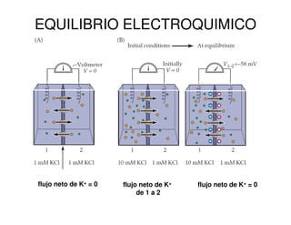 EQUILIBRIO ELECTROQUIMICO 
flujo neto de K+ = 0 flujo neto de K+ 
de 1 a 2 
flujo neto de K+ = 0 
 