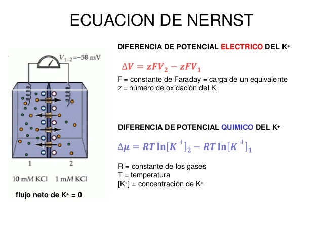 POTENCIAL DE NERNST FISIOLOGIA PDF POTENCIAL DE NERNST FISIOLOGIA PDF