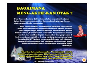 BAGAIMANA
   MENG-AKTIF-KAN OTAK ?
Para ilmuwan Barkeley California melakukan eksperimen bertahun-
                                                      bertahun-
tahun dengan menggunakan tikus dan membandingkannya dengan
otak manusia, Mereka mengatakan :
     manusia,
       kami tempatkan tikus dalam kandang yang baik, tikus-tikus itu
                                                     baik, tikus-
    dapat hidup bersama dan menggunakan mainan. Mereka bermain-
                                              mainan.           bermain-
       main dengan tangga, roda dan berbagai macam mainan. Mereka
                      tangga,                           mainan.
dapat memanjat, berkeliaran dan berinteraksi dengan mainan-mainan
        memanjat,                                       mainan-
      tersebut. lalu kami bandingkan dengan tikus-tikus yang berada di
      tersebut.                               tikus-
 lingkungan buruk : satu tikus di setiap kandang, tanpa mainan, tanpa
                                         kandang,        mainan,
     interaksi. HASILNYA : kami menemukan bahwa sel otak tikus yang
     interaksi.
     berada di lingkungan yang baik meningkat jumlahnya dan jumlah
          dendritnya melonjak drastis. Dilingkungan yang buruk, terjadi
                               drastis.                    buruk,
                                                             sebaliknya.
                                                             sebaliknya.


        Tikus-tikus itu kemudian menjalani  tes kecerdasan : mereka
   diletakkan di suatu labirin, dan dibiarkan mencari makanannya di
      bagian lain labirin itu. Tikus yang cerdas dapat melakukannya
                         dengan mudah. Tikus yag lain tidak demikian.
                       (The Learning Revolution)
 