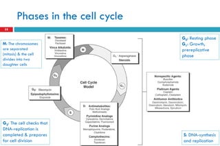 Phases in the cell cycle
35
G0: Resting phase
G1: Growth,
prereplicative
phase
S: DNA-synthesis
and replication
M: The chromosomes
are separated
(mitosis) & the cell
divides into two
daughter cells
G2: The cell checks that
DNA-replication is
completed & prepares
for cell division
 