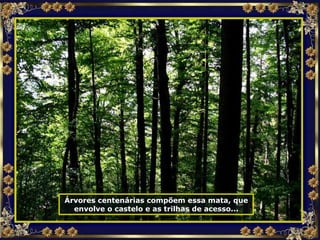 Árvores centenárias compõem essa mata, que envolve o castelo e as trilhas de acesso... 