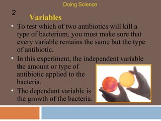 Variables To test which of two antibiotics will kill a type of bacterium, you must make sure that every variable remains the same but the type of antibiotic.  Doing Science 2 The dependant variable is the growth of the bacteria.  In this experiment, the independent variable is the amount or type of antibiotic applied to the bacteria. 
