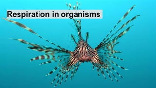 Respiration in organisms
 
