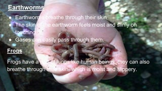 GRADE 7 CBSE CHAPTER 10 RESPIRATION IN ORGANISMS PPTX