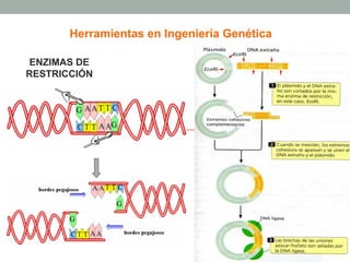 Herramientas en Ingeniería Genética 
ENZIMAS DE 
RESTRICCIÓN 
 