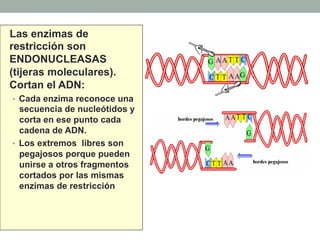Las enzimas de 
restricción son 
ENDONUCLEASAS 
(tijeras moleculares). 
Cortan el ADN: 
• Cada enzima reconoce una 
secuencia de nucleótidos y 
corta en ese punto cada 
cadena de ADN. 
• Los extremos libres son 
pegajosos porque pueden 
unirse a otros fragmentos 
cortados por las mismas 
enzimas de restricción 
 