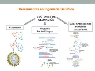 Herramientas en Ingeniería Genética 
VECTORES DE 
CLONACIÓN 
Plásmidos Vectores 
bacteriófagos 
BAC: Cromosomas 
artificiales 
bacterianos 
 