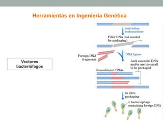 Herramientas en Ingeniería Genética 
Vectores 
bacteriófagos 
- Bacteriófago. 
- Cósmido. 
 