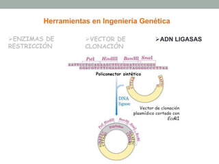 Herramientas en Ingeniería Genética 
Ø ENZIMAS DE 
RESTRICCIÓN 
Ø VECTOR DE 
CLONACIÓN 
Ø ADN LIGASAS 
 
