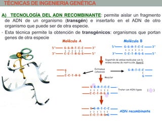 TÉCNICAS DE INGENIERIA GENÉTICA 
A) TECNOLOGÍA DEL ADN RECOMBINANTE: permite aislar un fragmento 
de ADN de un organismo (transgén) e insertarlo en el ADN de otro 
organismo que puede ser de otra especie. 
• Esta técnica permite la obtención de transgénicos: organismos que portan 
genes de otra especie 
Molécula A Molécula B 
Digestión de ambas moléculas con la 
misma enzima de restricción, BamHI 
Mezclar 
Tratar con ADN-ligasa 
ADN recombinante 
Extremos 
cohesivos 
 