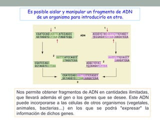 Es posible aislar y manipular un fragmento de ADN 
de un organismo para introducirlo en otro. 
Nos permite obtener fragmentos de ADN en cantidades ilimitadas, 
que llevará además el gen o los genes que se desee. Este ADN 
puede incorporarse a las células de otros organismos (vegetales, 
animales, bacterias...) en los que se podrá "expresar" la 
información de dichos genes. 
 