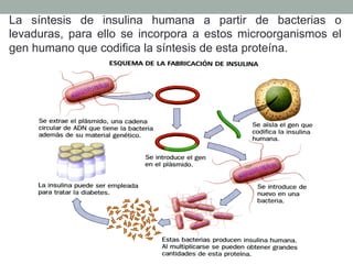 La síntesis de insulina humana a partir de bacterias o 
levaduras, para ello se incorpora a estos microorganismos el 
gen humano que codifica la síntesis de esta proteína. 
 