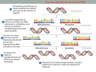 Así se realiza la técnica PCR 
Calentamiento 
Enfriamiento 
Calentamiento 
Enfriamiento 
ADN polimerasa 
Nucleótidos 
Nucleótidos 
El fragmento de ADN que se 
desea amplificar se calienta 
para que las dos hebras se 
separen. 
ADN polimerasa 
Las hebras separadas se 
enfrían y se tratan con ADN 
polimerasa y nucleótidos para 
formar las cadenas 
complementarias de cada 
hebra de ADN. 
Se inicia un nuevo 
ciclo en el que los 
fragmentos de partida 
son los dos 
fragmentos de ADN 
formados en el ciclo. 
Se forman las 
cadenas 
complementarias de 
ADN de las hebras 
separadas. Después de 20 ciclos de este proceso, se logra 
disponer de más de un millón de copias de la 
molécula. 
 