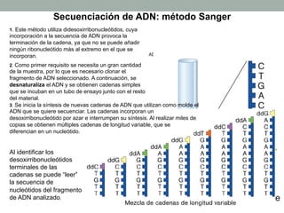 Secuenciación de ADN: método Sanger 
1. Este método utiliza didesoxirribonucleótidos, cuya 
incorporación a la secuencia de ADN provoca la 
terminación de la cadena, ya que no se puede añadir 
ningún ribonucleótido más al extremo en el que se 
incorporan. 
2. Como primer requisito se necesita un gran cantidad 
de la muestra, por lo que es necesario clonar el 
fragmento de ADN seleccionado. A continuación, se 
desnaturaliza el ADN y se obtienen cadenas simples 
que se incuban en un tubo de ensayo junto con el resto 
del material. 
3. Se inicia la síntesis de nuevas cadenas de ADN que utilizan como molde el 
ADN que se quiere secuenciar. Las cadenas incorporan un 
desoxirribonucleótido por azar e interrumpen su síntesis. Al realizar miles de 
copias se obtienen múltiples cadenas de longitud variable, que se 
diferencian en un nucleótido. 
Al identificar los 
desoxirribonucleótidos 
terminales de las 
cadenas se puede “leer” 
la secuencia de 
nucleótidos del fragmento 
de ADN analizado. 
 